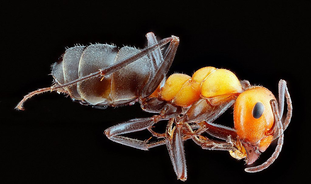 Ant Control service in Palatine, IL
