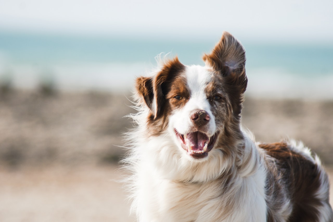 Flea & Tick Control service in Palatine, IL