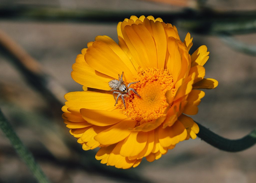 Spider Control service in Palatine, IL